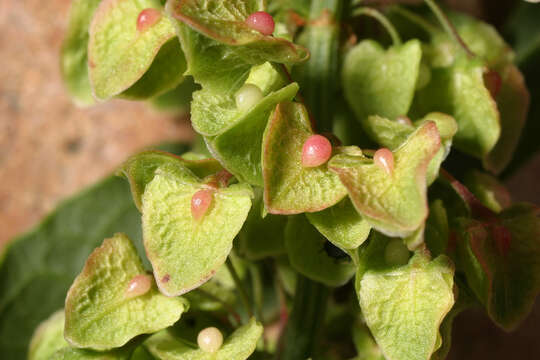 Image of Curled Dock