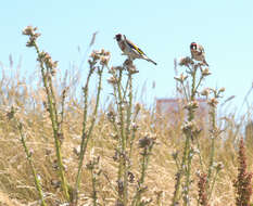 Image of European Goldfinch