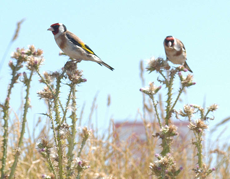 Image of European Goldfinch