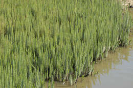 Image of Mare's Tail