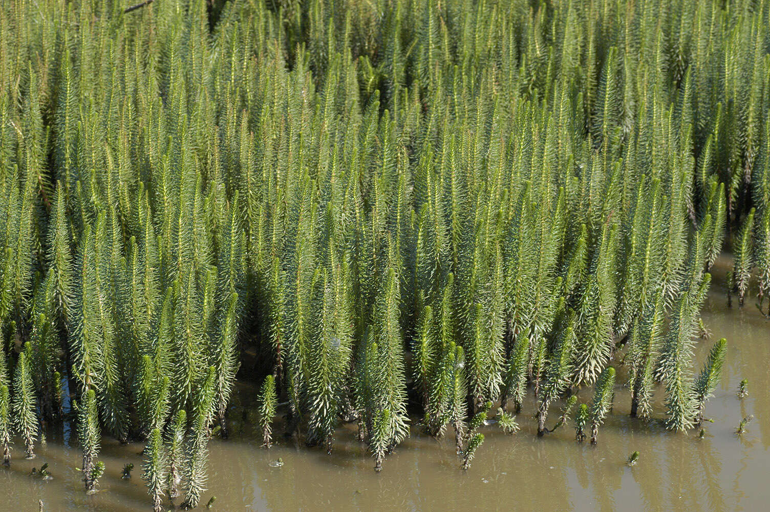 Image of Mare's Tail