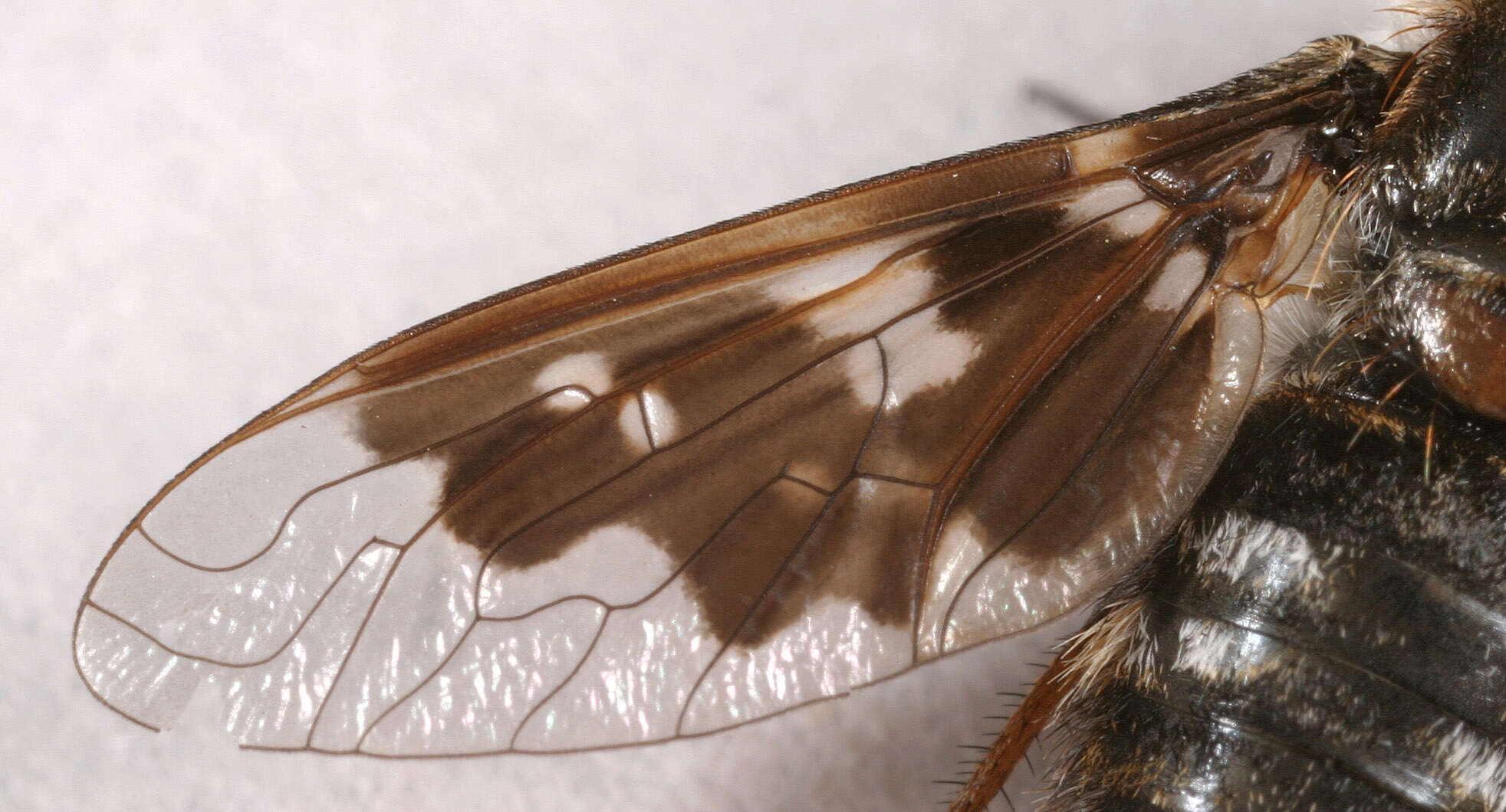 Image of Mottled bee-fly