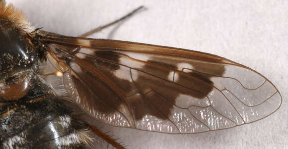 Image of Mottled bee-fly