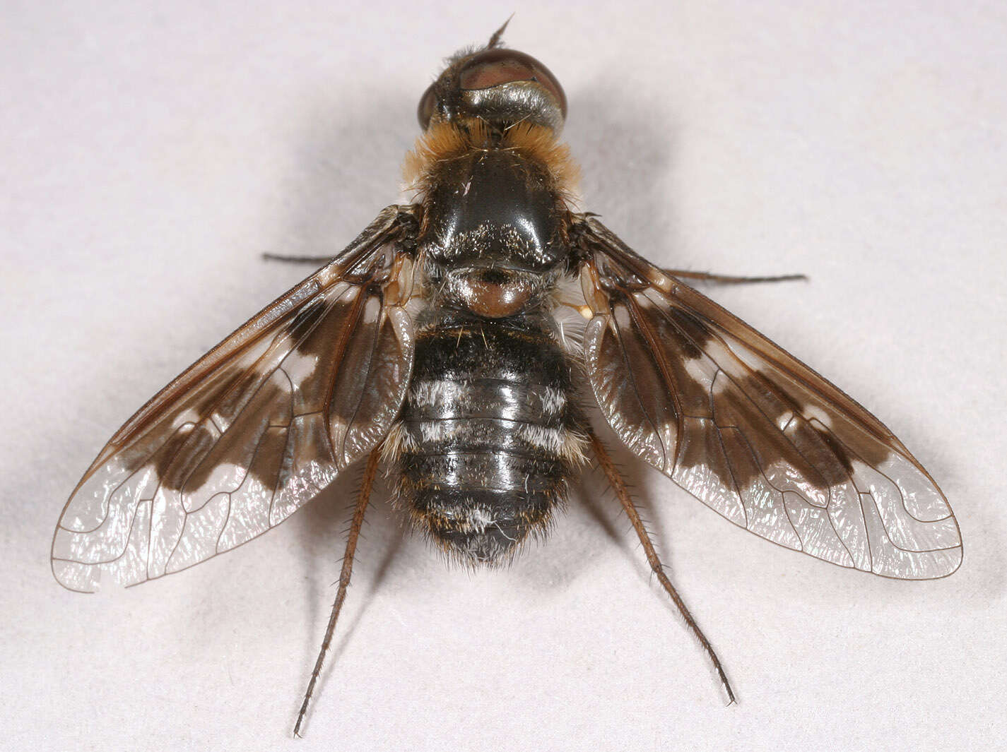 Image of Mottled bee-fly
