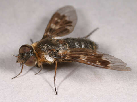 Image of Mottled bee-fly