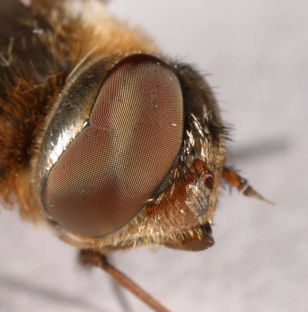 Image of Mottled bee-fly