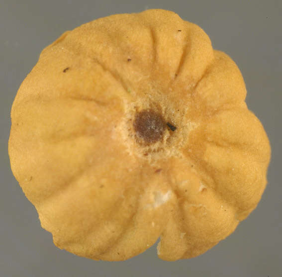 Image of Marasmius bulliardii Quél. 1878