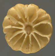 Image of Marasmius bulliardii Quél. 1878