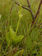 Image of bog twayblade