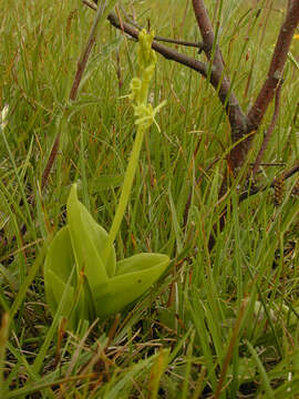 Image de Liparis de Loesel