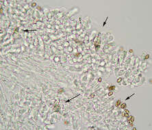 Image of Stropharia pseudocyanea (Desm.) Morgan 1908