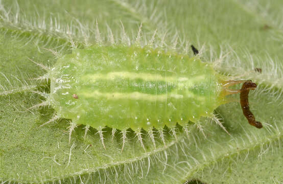 Image of Cassida (Odontionycha) viridis Linnaeus 1758