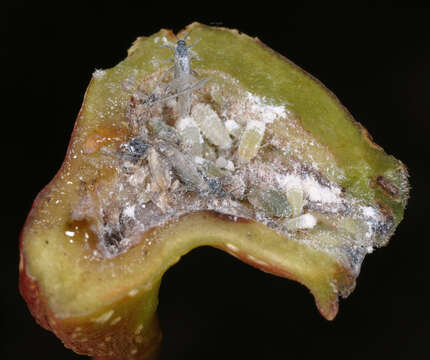 Image of Aphid