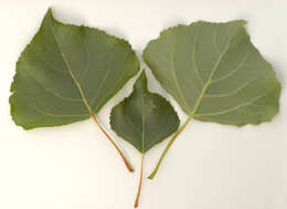 Image of Black Poplar