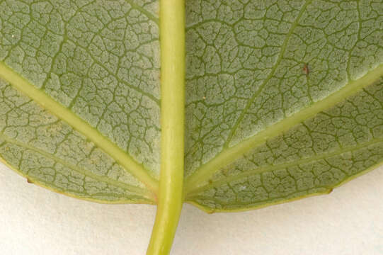 Image of Black Poplar