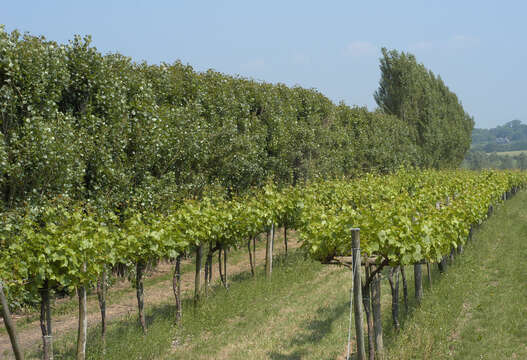 Image of Black Poplar