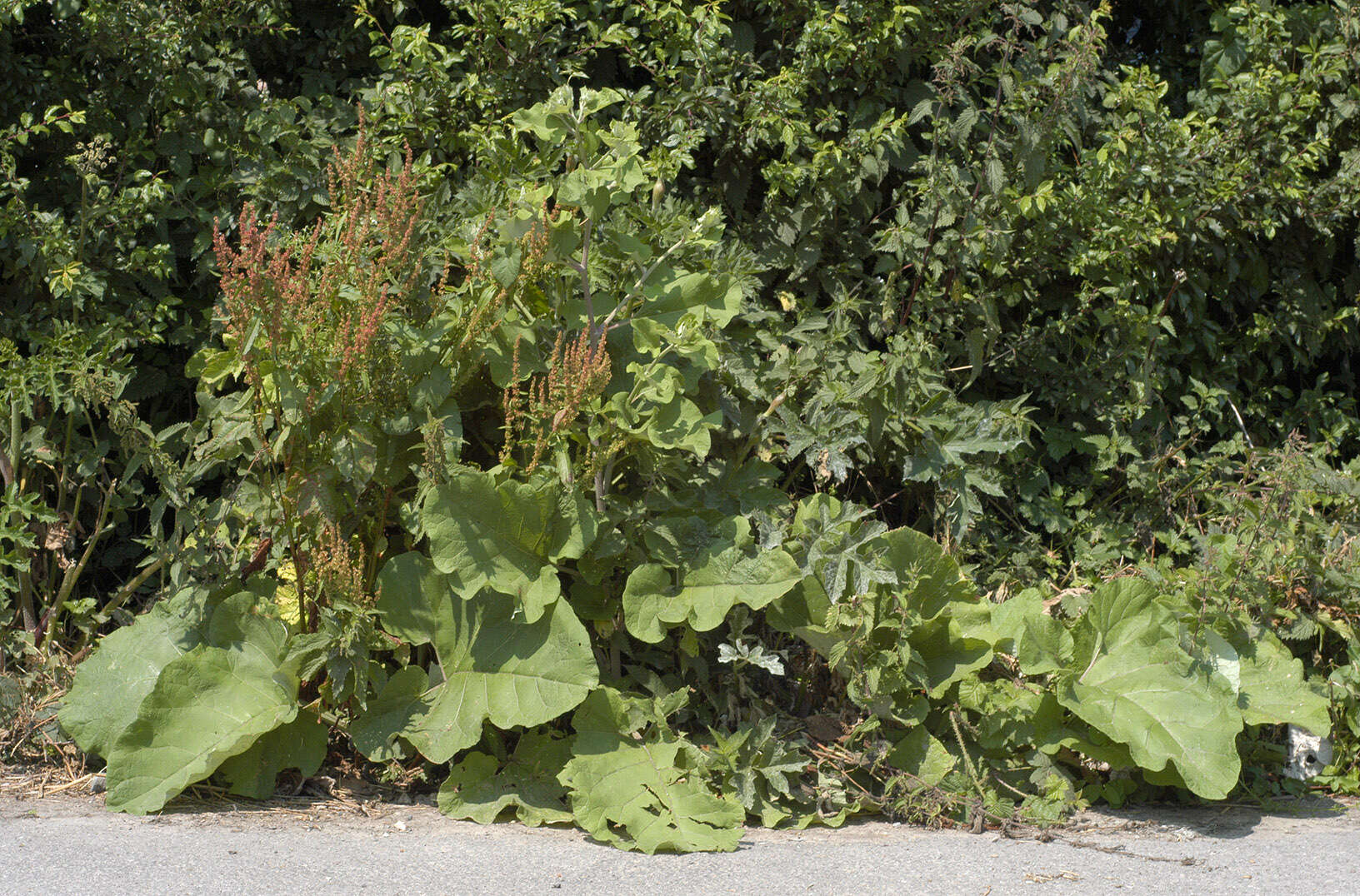 Image of greater burdock