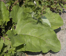 Image of greater burdock