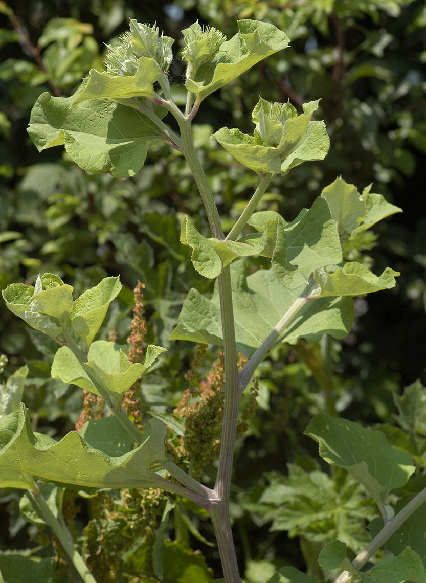 Image of greater burdock