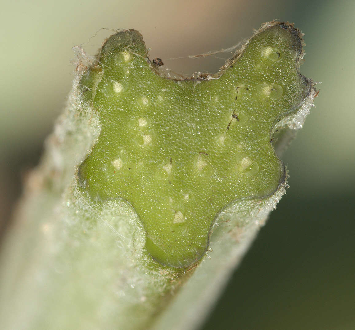 Image of greater burdock