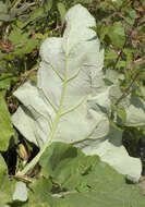 Image of greater burdock