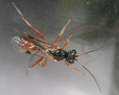 Image of Syrphidae