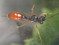 Image of Syrphidae