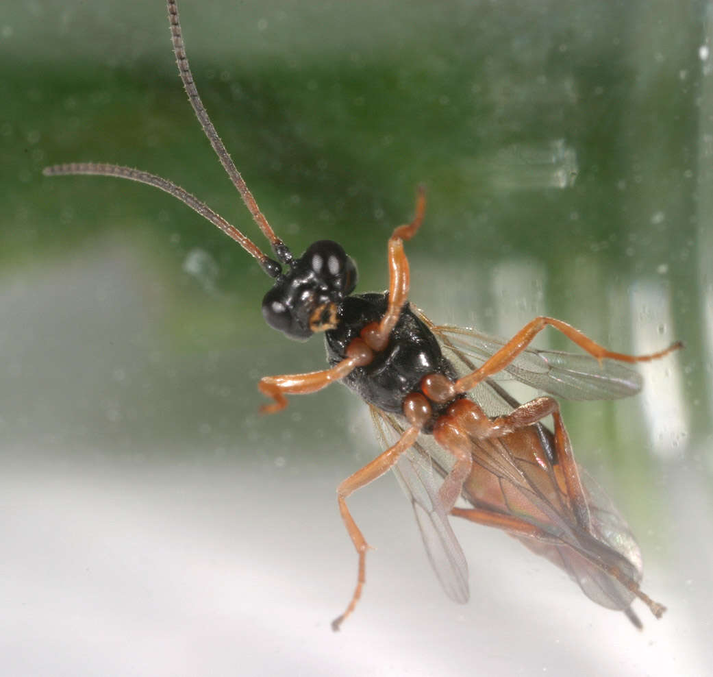 Image of Syrphidae