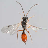 Image of Syrphidae