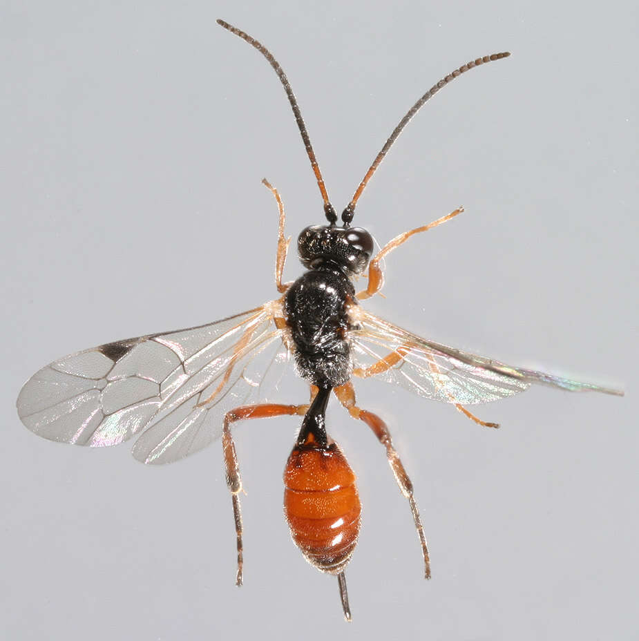 Image of Syrphidae