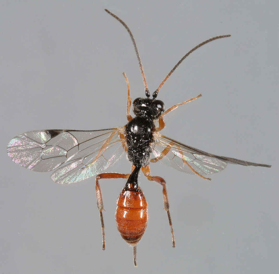 Image of Syrphidae