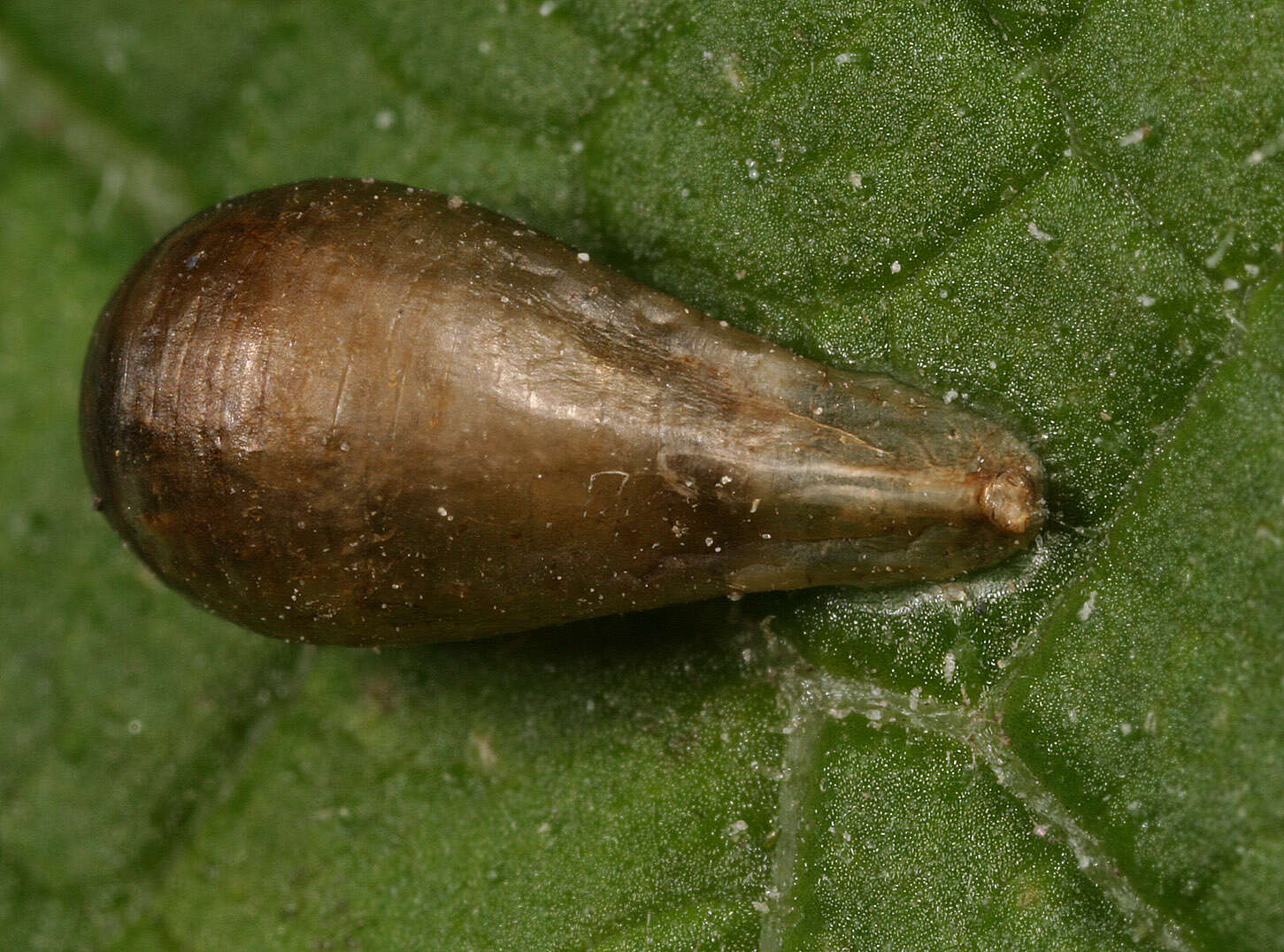 Image of Syrphidae