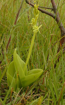 Image de Liparis de Loesel