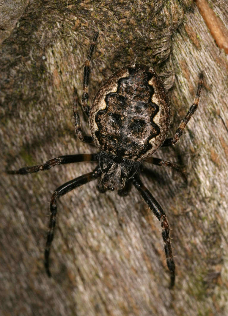 Image of Walnut Orb-Weaver Spider