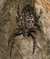 Image of Walnut Orb-Weaver Spider