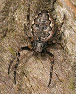 Image of Walnut Orb-Weaver Spider