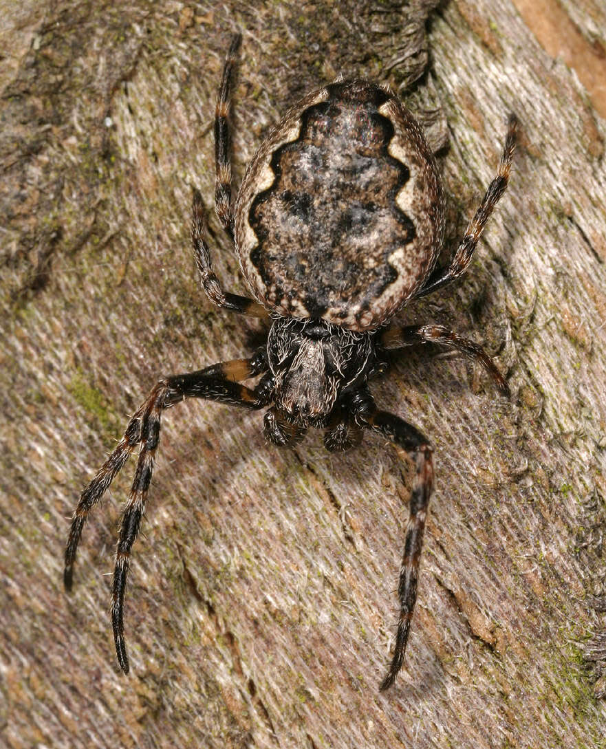 Image of Walnut Orb-Weaver Spider