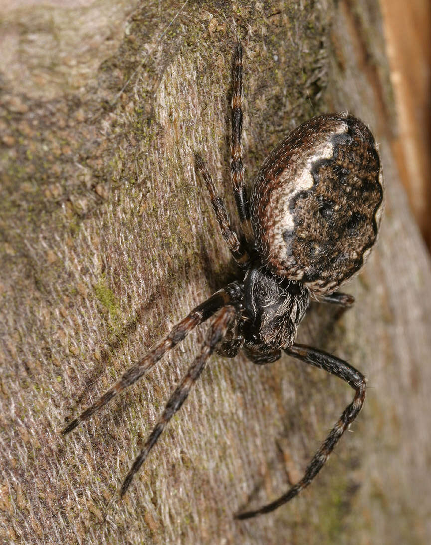 Image of Walnut Orb-Weaver Spider