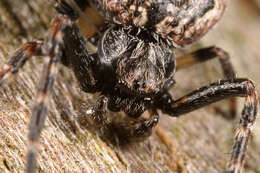 Image of Walnut Orb-Weaver Spider