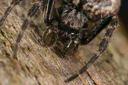 Image of Walnut Orb-Weaver Spider