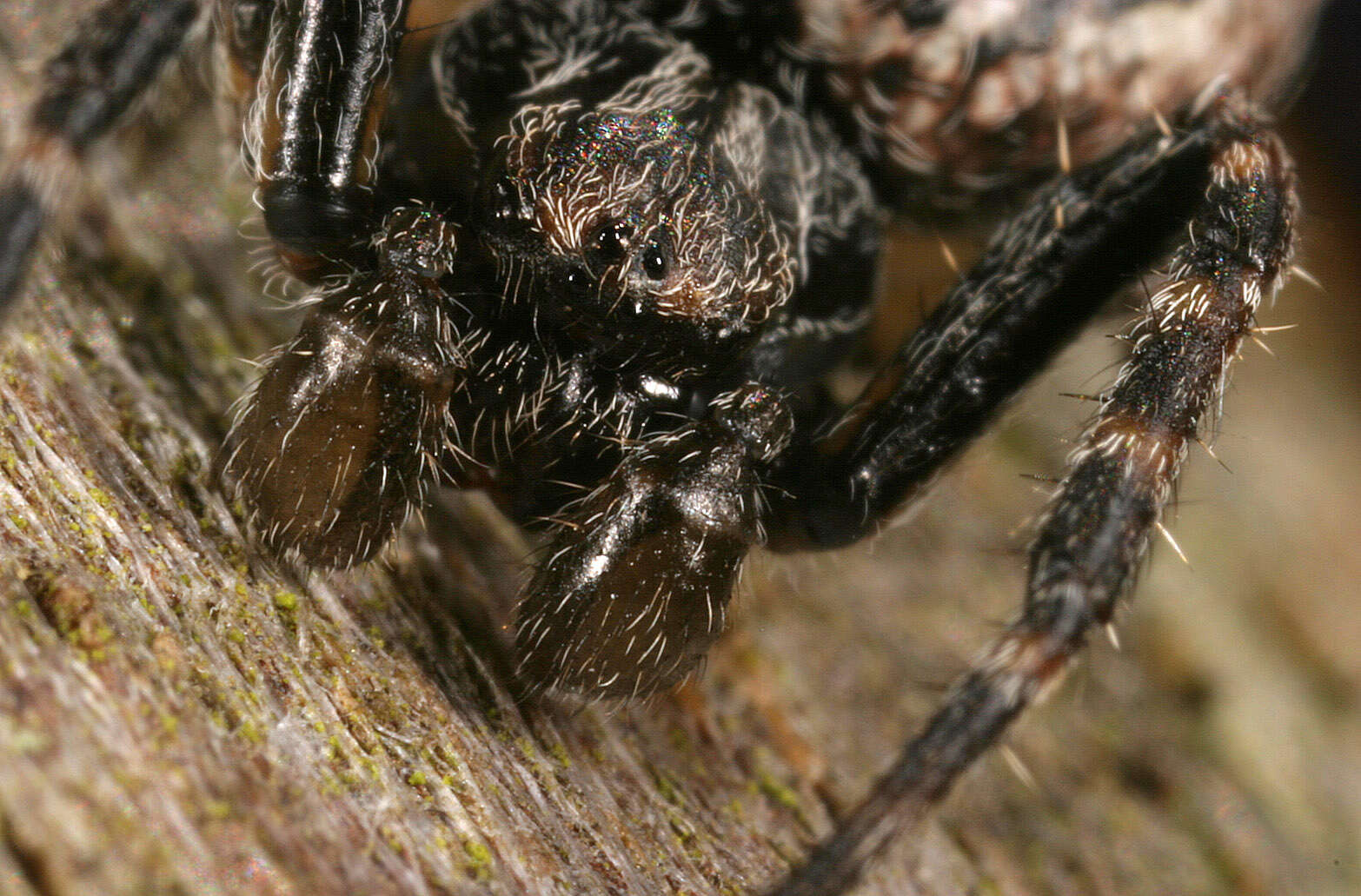 Image of Walnut Orb-Weaver Spider