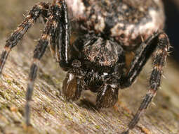 Image of Walnut Orb-Weaver Spider