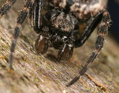 Image of Walnut Orb-Weaver Spider