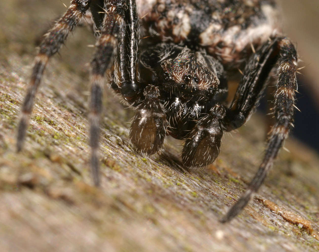 Image of Walnut Orb-Weaver Spider