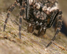 Image of Walnut Orb-Weaver Spider