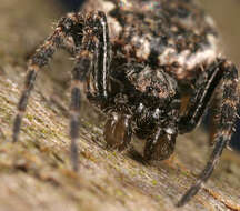 Image of Walnut Orb-Weaver Spider