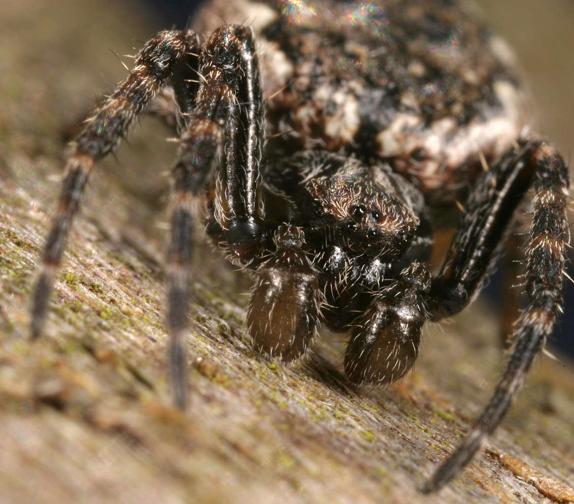 Image of Walnut Orb-Weaver Spider