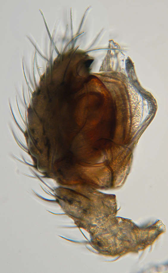 Image of Centromerus dilutus (O. Pickard-Cambridge 1875)