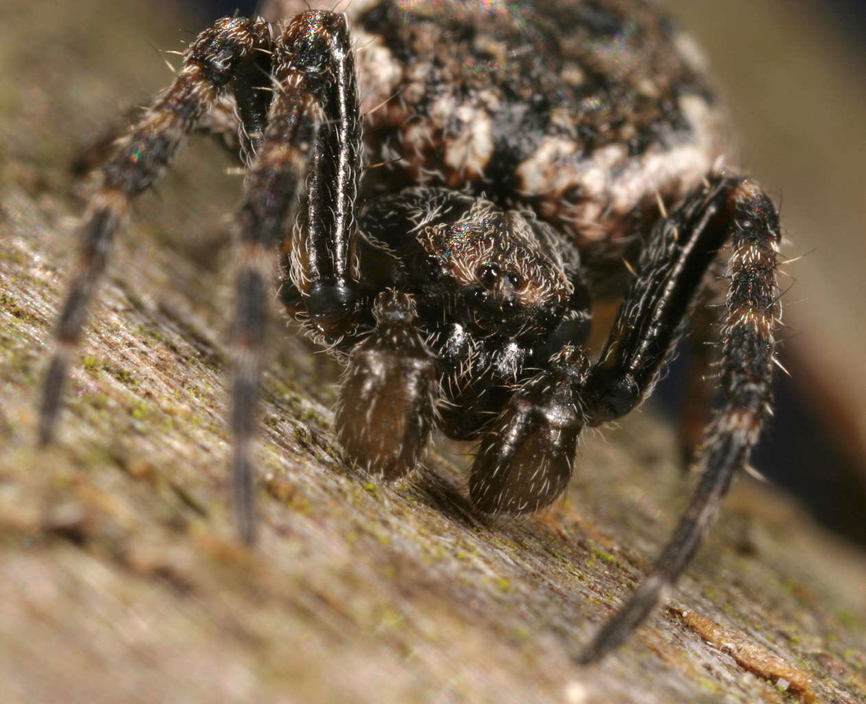 Image of Walnut Orb-Weaver Spider