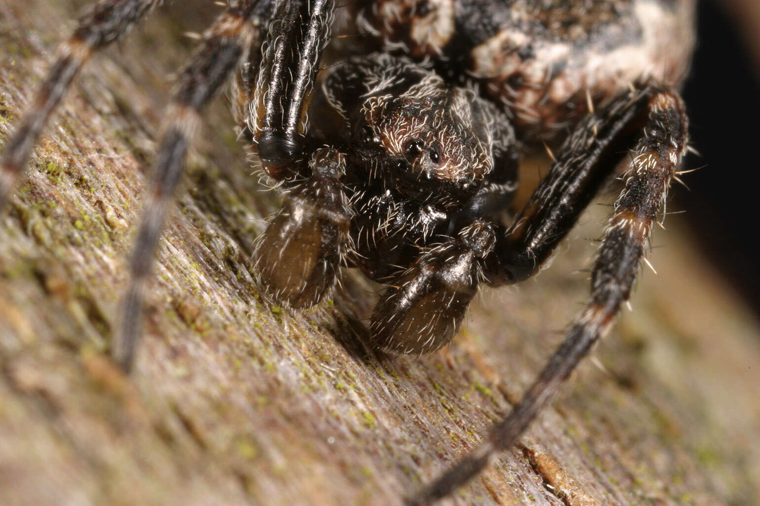 Image of Walnut Orb-Weaver Spider